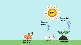 Energy Flow in the Ecosystem